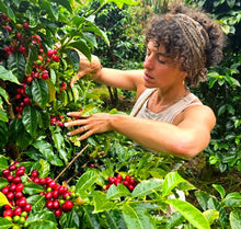 New Zealand Grown Coffee - Pekerau Hills Coffee Farm - ROASTED
