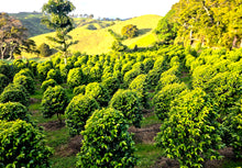 New Zealand Grown Coffee - Pekerau Hills Coffee Farm - ROASTED