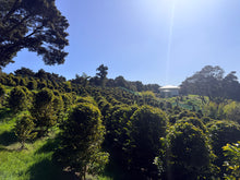 New Zealand Grown Coffee - Pekerau Hills Coffee Farm - ROASTED